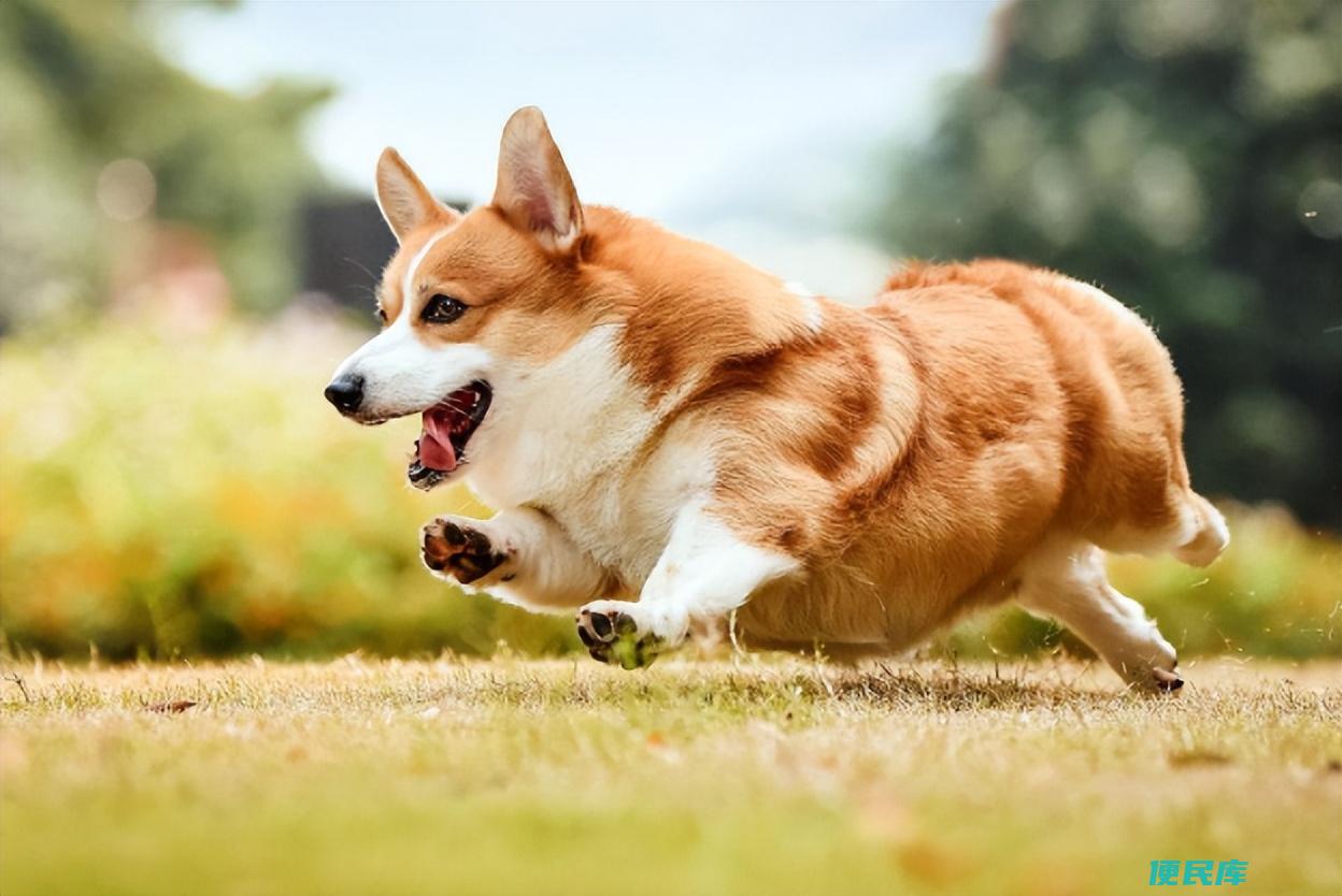 柯基犬多少钱一只（为什么现在养柯基犬的人越来越少）