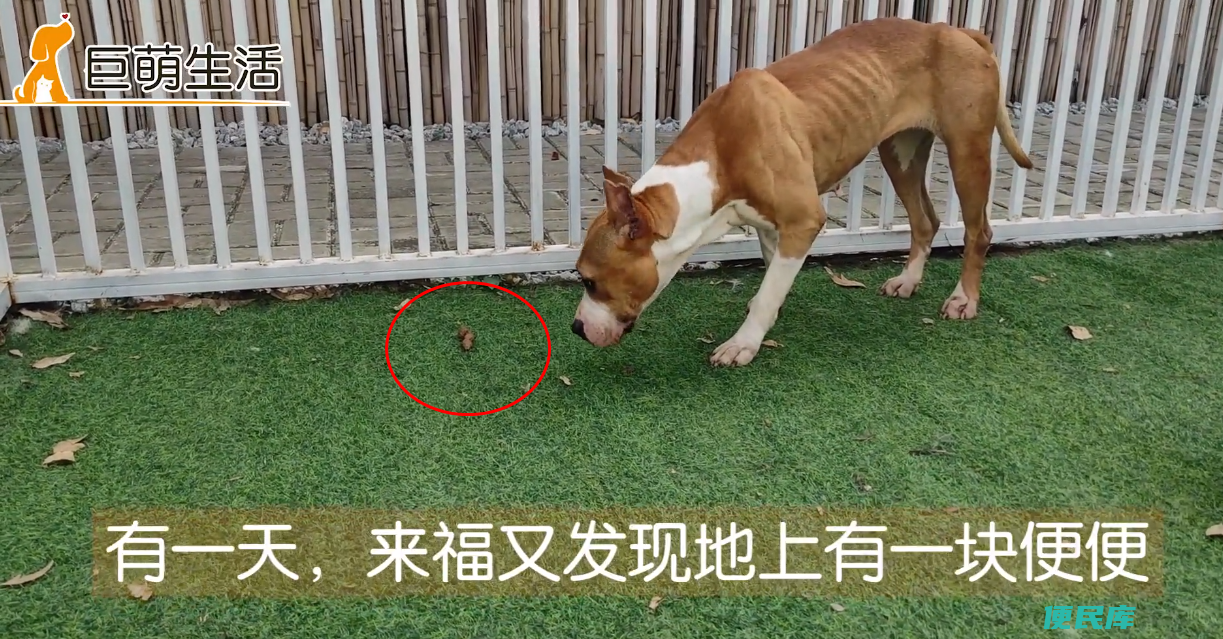 狗吃屎怎么解决（聊一聊狗狗爱吃大便的原因及解决方法）