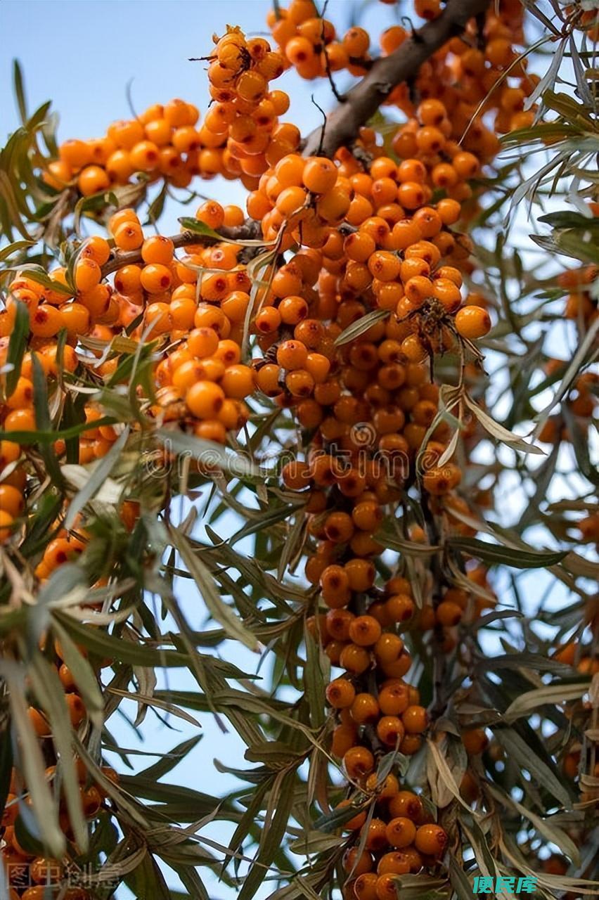 沙棘是一种什么植物（有关于沙棘及其价值的简单介绍）