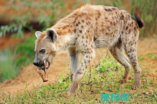 野狗为什么不怕鬣狗（为什么非洲鬣狗打不过非洲野狗）