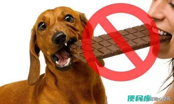 狗狗吃了少量的巧克力怎么办（狗狗误食巧克力的处理方法）