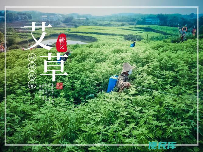 中国艾草之乡位置（说明中国艾草产地所在的地方）