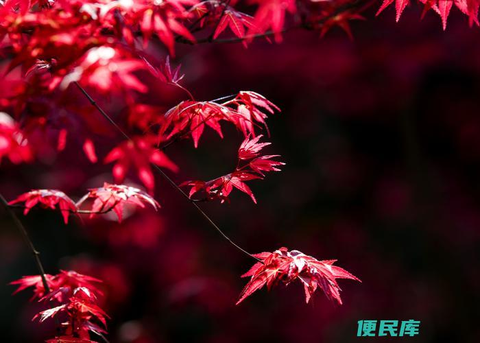 适合庭院的低矮树种（庭院理想的矮树种推荐）