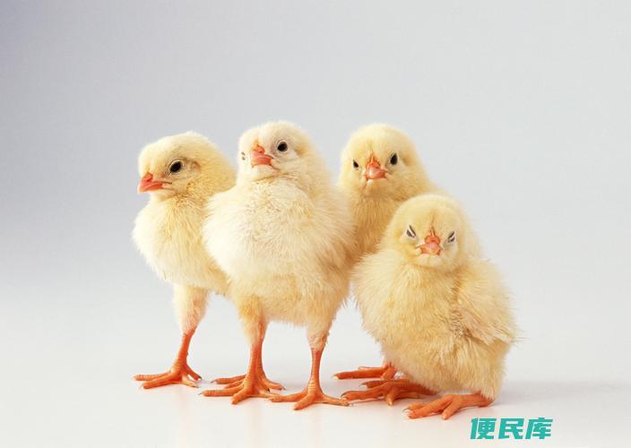 鸡的寿命揭秘（揭示鸡的平均寿命是多少年）