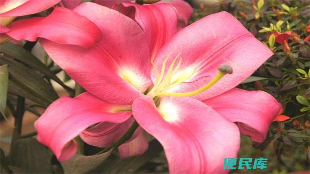 粉百合花语是什么意思（不同数量的粉色百合的花语）