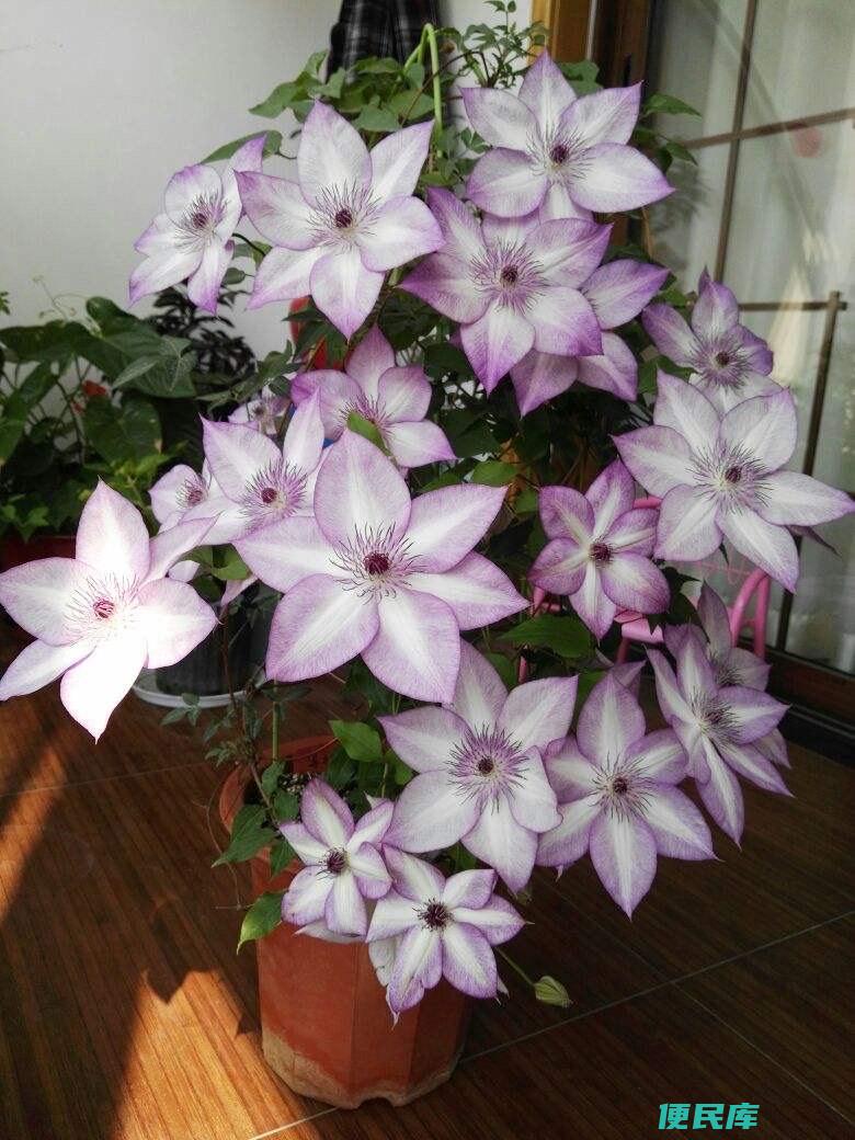 铁线莲的养殖方法和注意事项（铁线莲怎么养开花多）