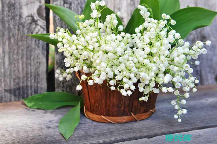 铃兰一年开花几次（介绍铃兰一年的开花次数）