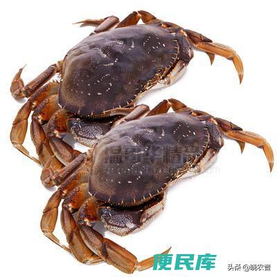 珍宝蟹和面包蟹的区别（珍宝蟹和面包蟹有哪些不同）