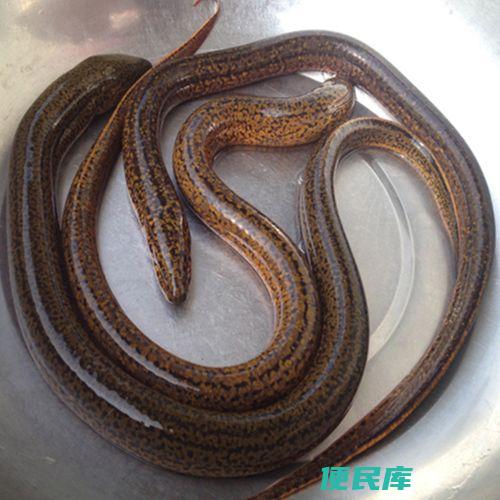 黄鳝多久会饿死（讨论黄鳝的饥饿耐受能力）