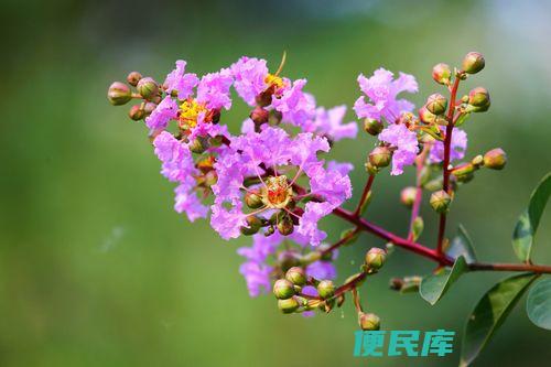 紫薇花的象征意义（解读紫薇花所代表的象征意义）