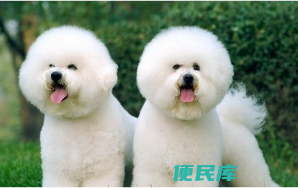 比熊犬价格大概多少（大致了解比熊犬的价格范围）