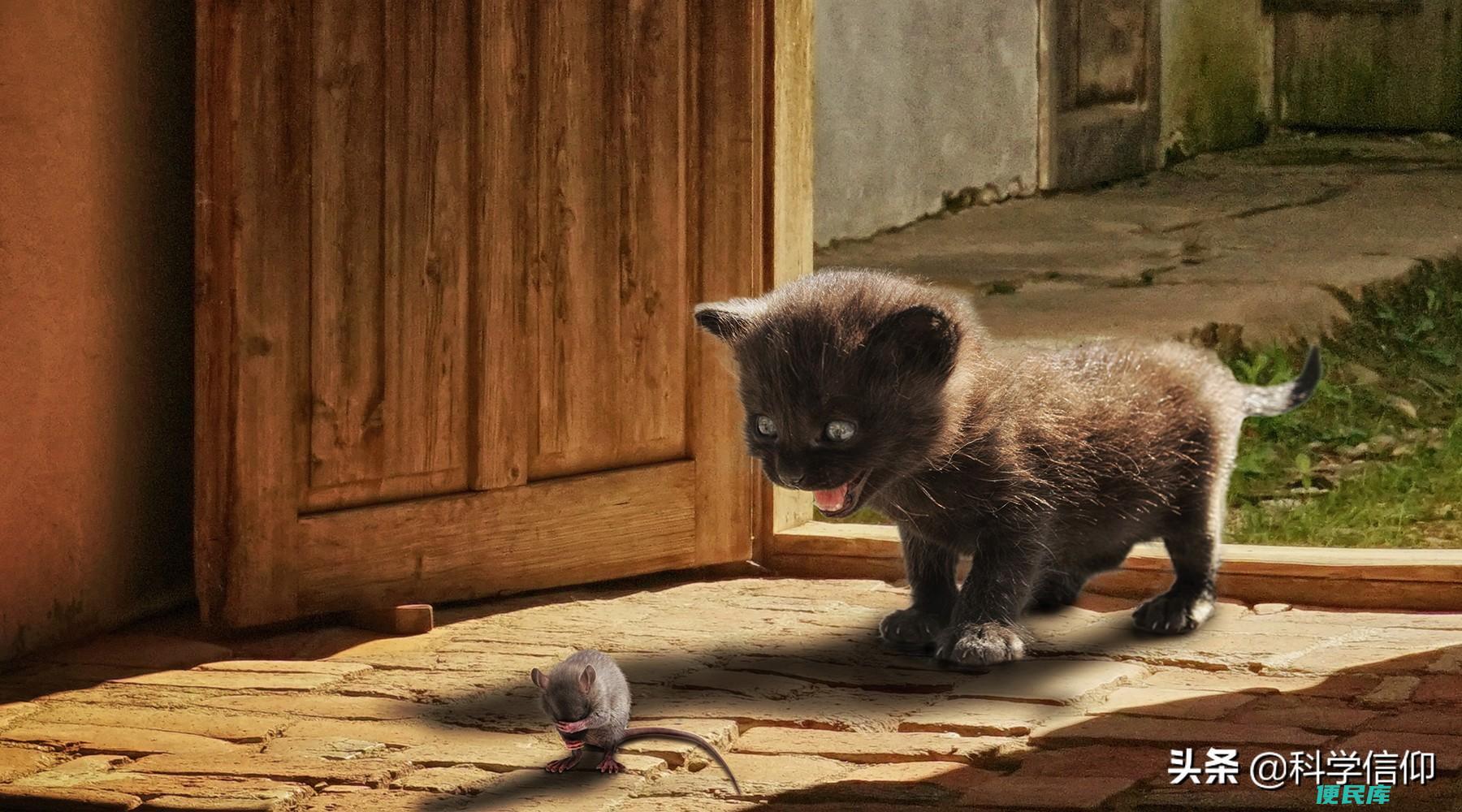 猫为什么要吃老鼠（如果猫感染了鼠疫会传染给人类吗）