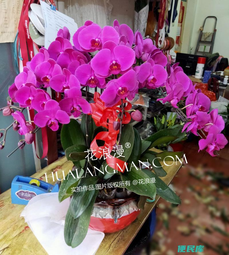兰花代表什么象征意义（不同品种的兰花都代表了什么含义）