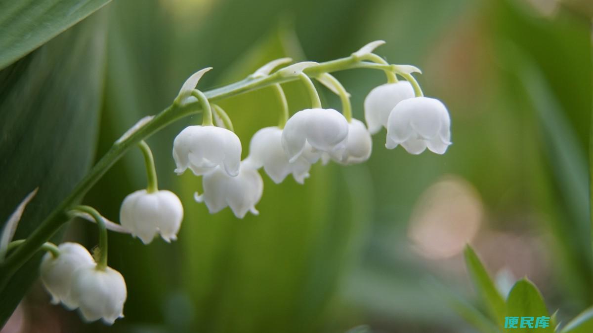 铃兰花的多彩色彩（探索铃兰花的丰富多样色彩）