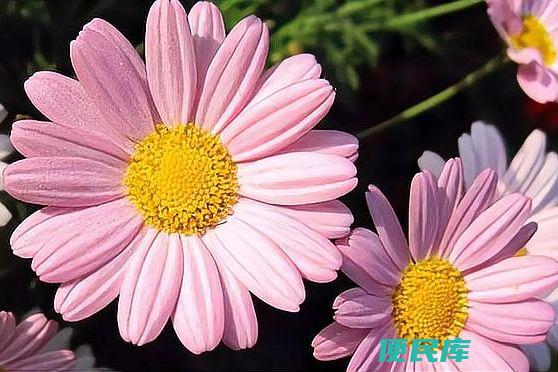 雏菊的花语和含义(介绍雏菊在文化中的象征意义和风俗习惯)