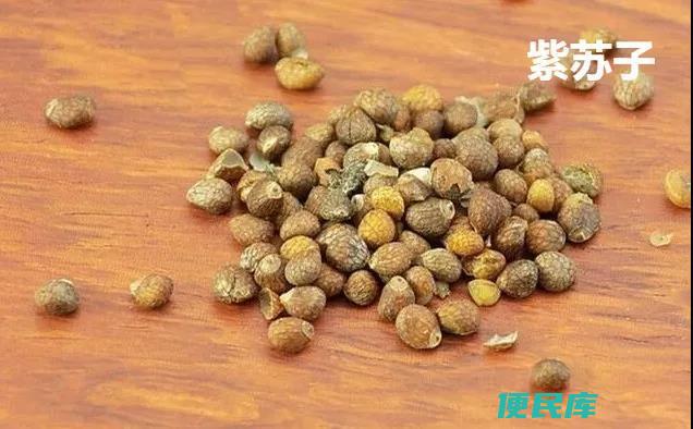 苏子的功效与作用是什么（紫苏子的特性以及使用注意）