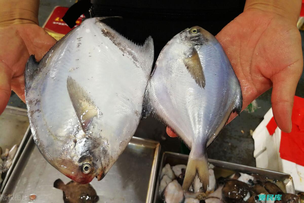 海鱼有哪些品种（这5种海鱼全都是野生捕捞到市场放心买）