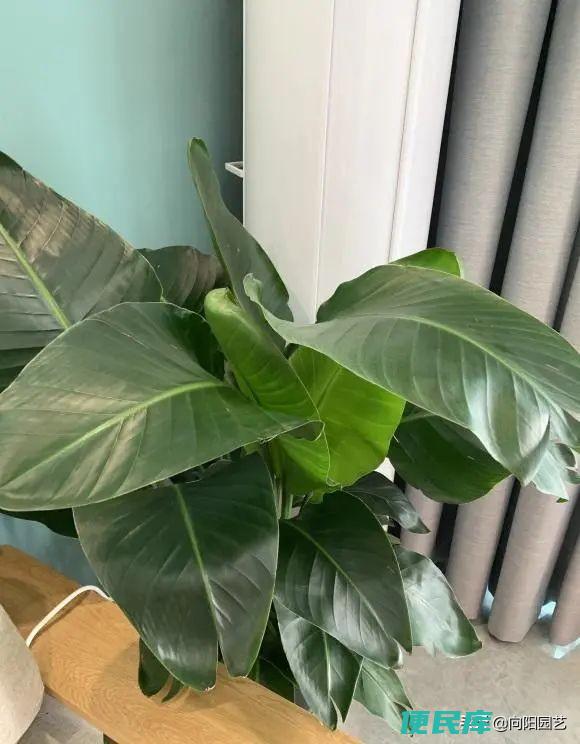 观叶类植物有哪些（漂亮还好养的10种网红观叶植物）