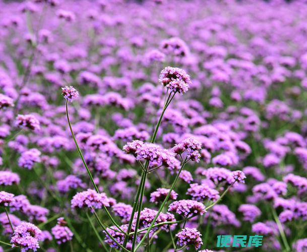 马鞭草的芳香之谜 (马鞭草闻起来什么味)