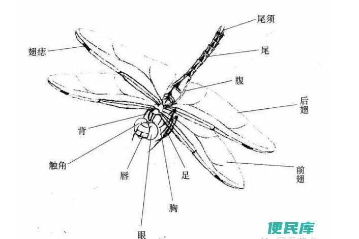蜻蜓咬人有毒吗疼吗（蜻蜓种类特点以及主要习性介绍）