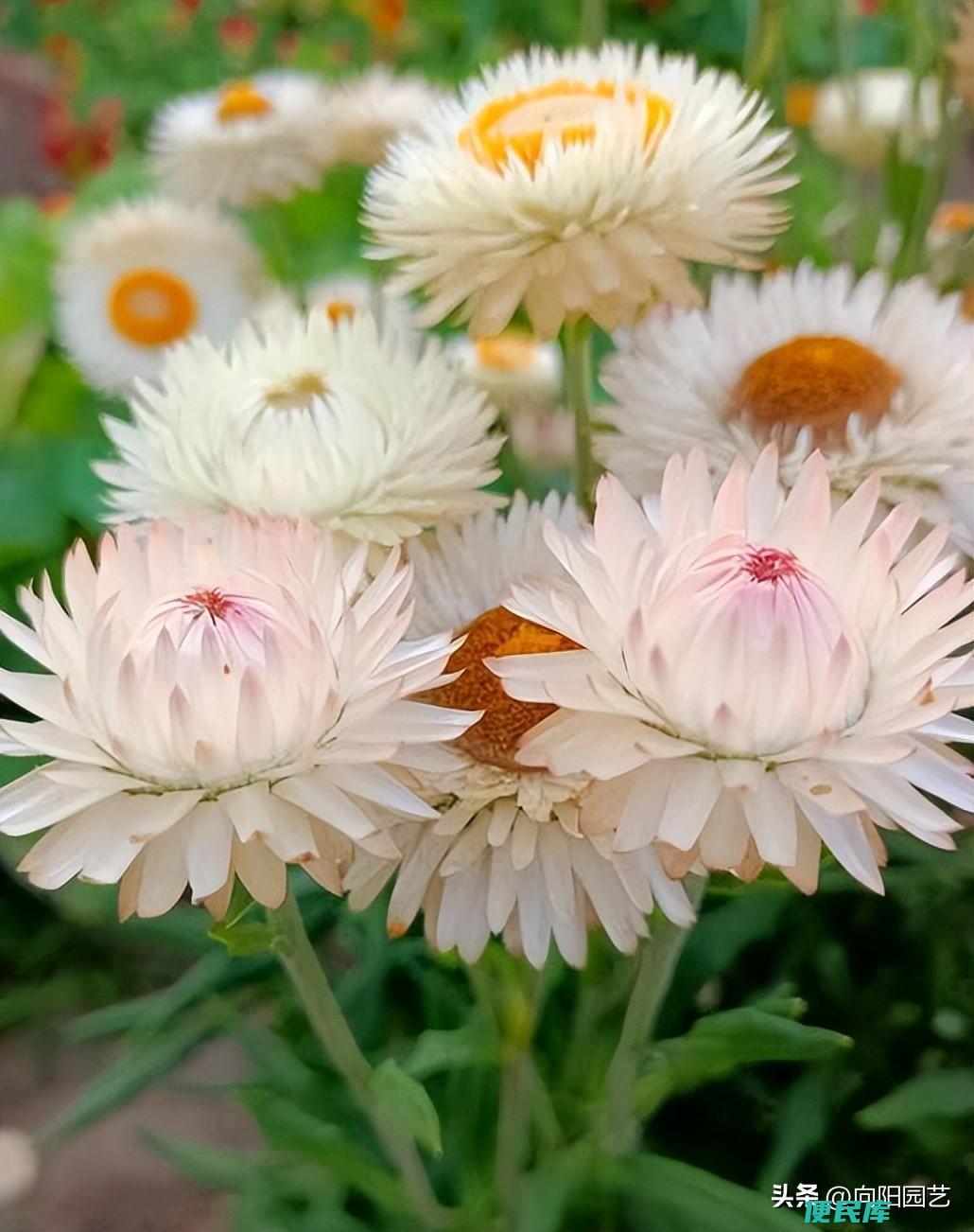 收到的玫瑰花束怎么养（玫瑰花束怎样延长鲜花花期）