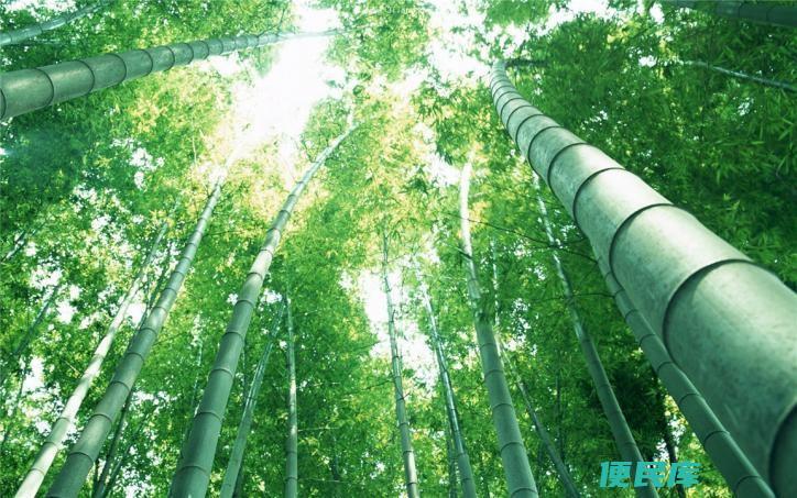 竹子开花意味着什么（竹子开花后为什么就会枯死呢）