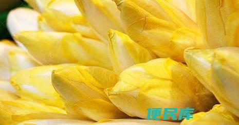 菊苣的功效与作用（菊苣的营养价值与医学作用）