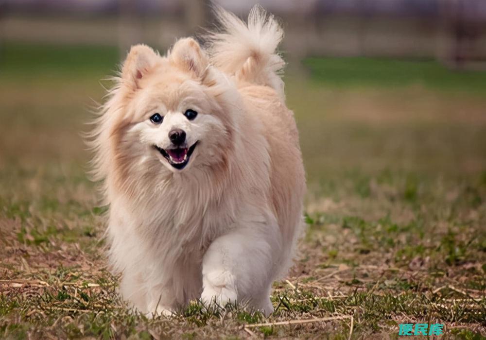 狗狗例假一般多长时间（狗狗来大姨妈之后应该怎么护理）