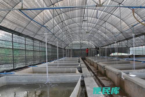 大棚泥鳅养殖（打造高效盈利的大棚泥鳅养殖工程）