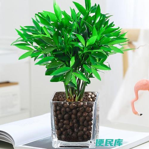 驱蚊竹是否真有效果（探讨驱蚊竹对驱蚊是否有效）