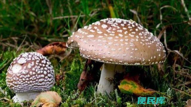 蘑菇微生物之谜（蘑菇是否为微生物）