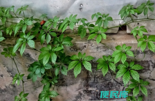 农村的绞股蓝多少钱一斤（绞股蓝都有哪些价值和作用）