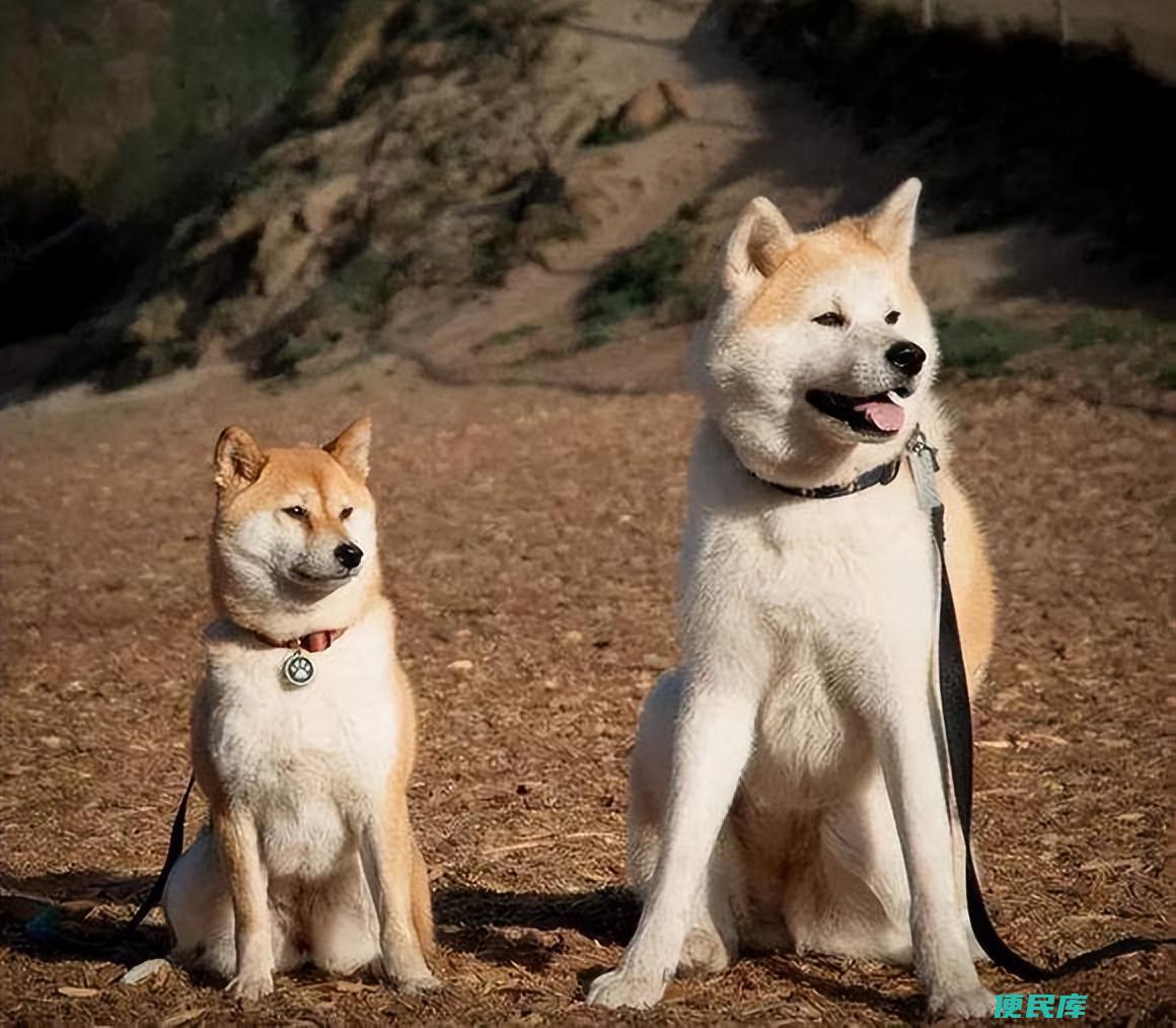 秋田犬和柴犬哪个贵（秋田犬和柴犬有什么主要的区别）