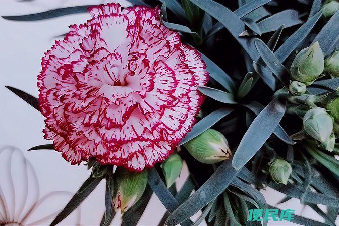 各种花的花语和寓意（常见花卉的象征意义和送花的礼仪）