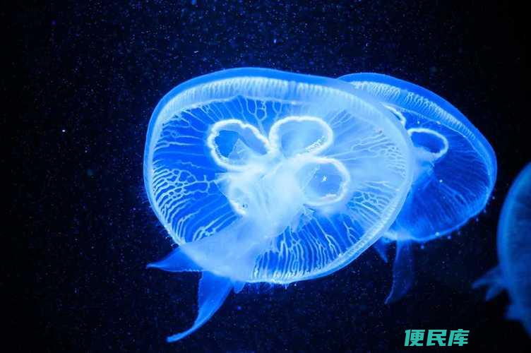 淡水水母的市场价格（淡水水母的市场售价）