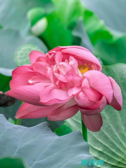 荷花什么季节会绽放（介绍荷花在不同季节绽放的时间以及观赏时机）