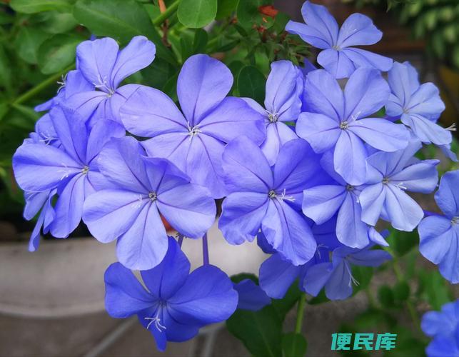 蓝雪花的花语意义（了解蓝雪花的花语和寓意）