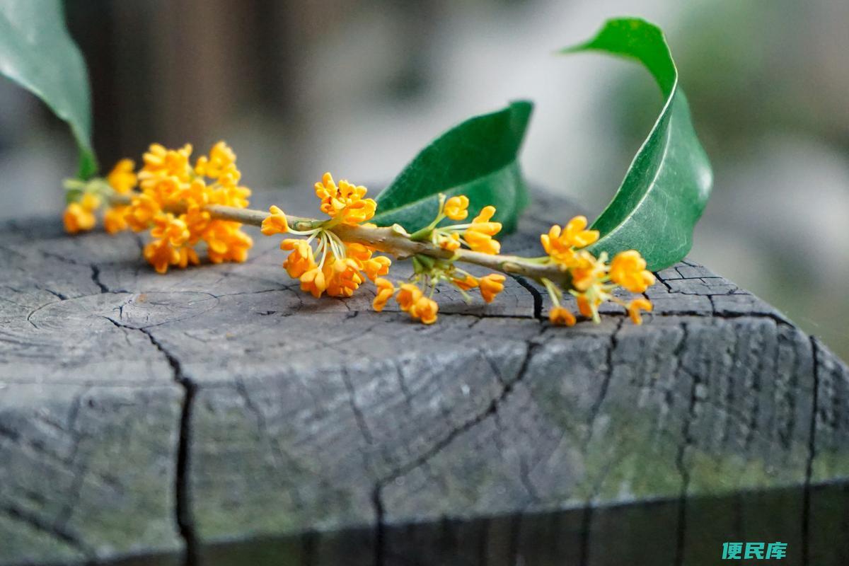 桂花的花语和象征（探究桂花的花语和象征意义）