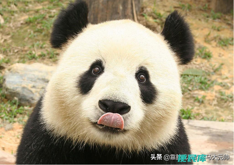 熊猫为什么有黑眼圈（大熊猫的黑眼圈日常中有什么用）