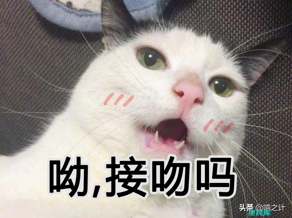 猫口臭怎么解决（高效解决猫咪口臭问题的方法盘点）