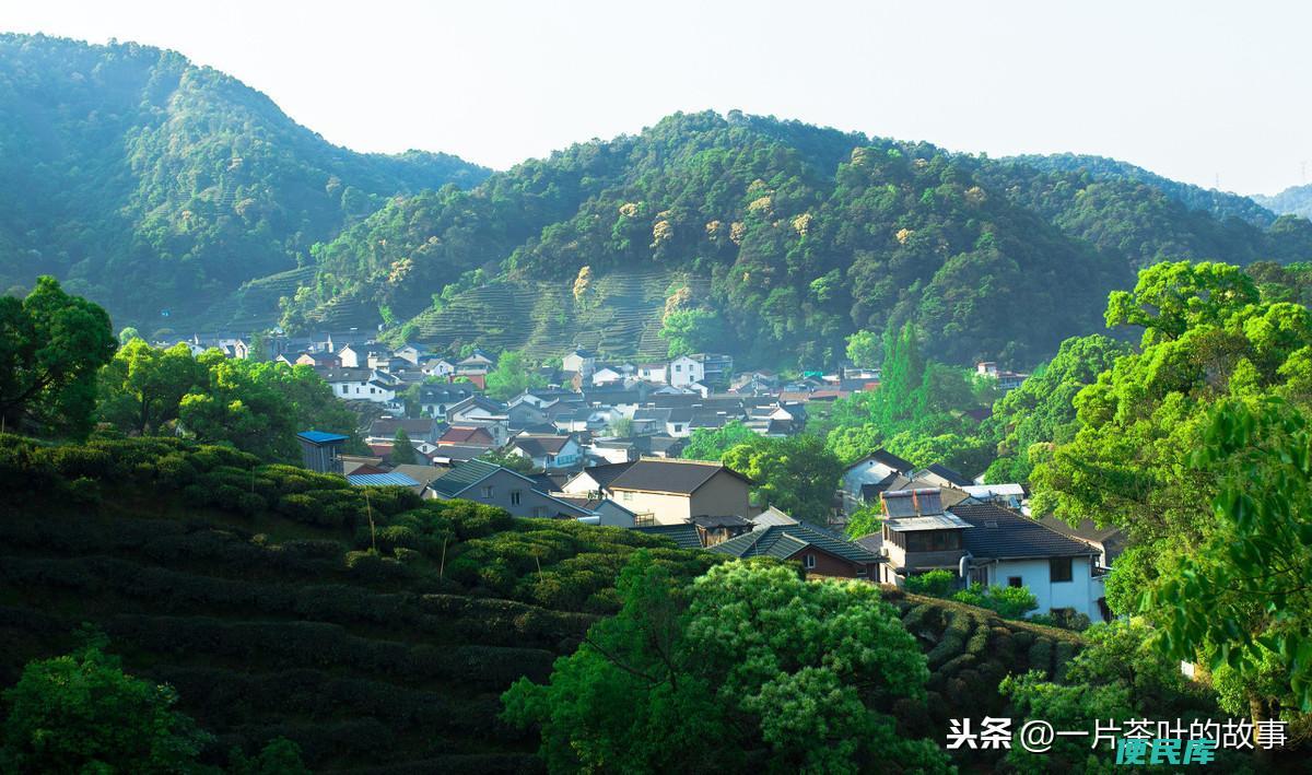 茶叶含有什么成分（茶叶有哪些成分组成有什么功效）