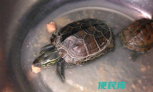 草龟和巴西龟选择养哪个（养龟的选择：草龟 vs. 巴西龟）