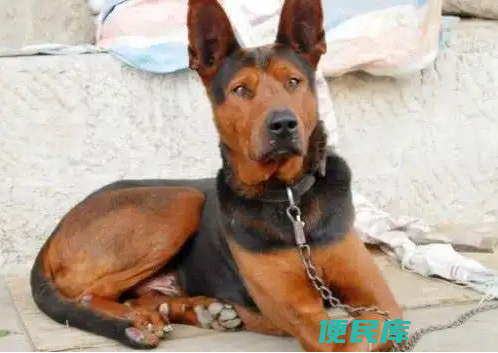 莱州红犬的优点和缺点（莱州红犬让人又爱又恨的原因）