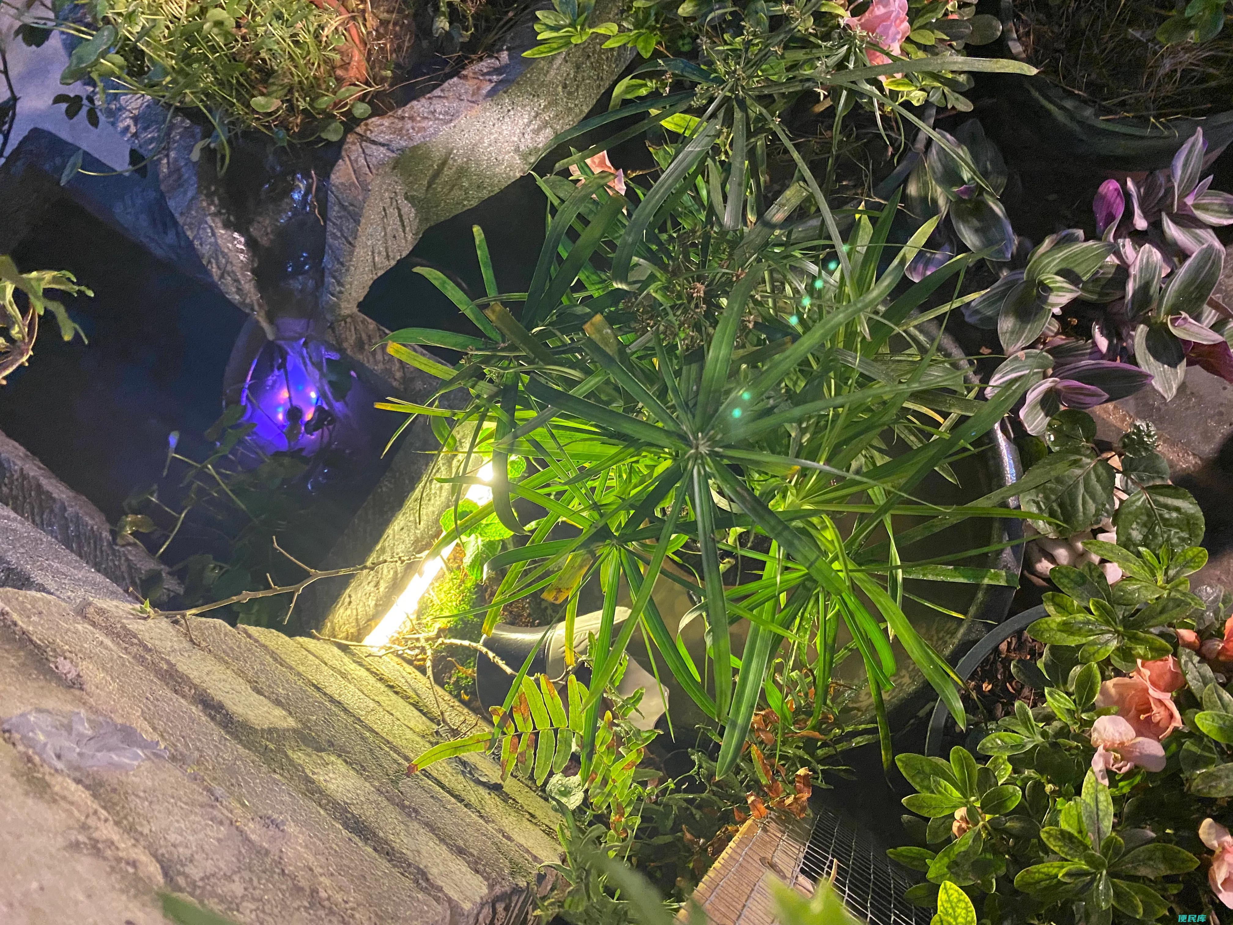 净化水质的水生植物有哪些（四种改善鱼缸环境的植物）