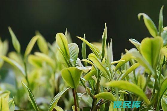 铁观音是什么茶（揭秘铁观音的茶叶类型）