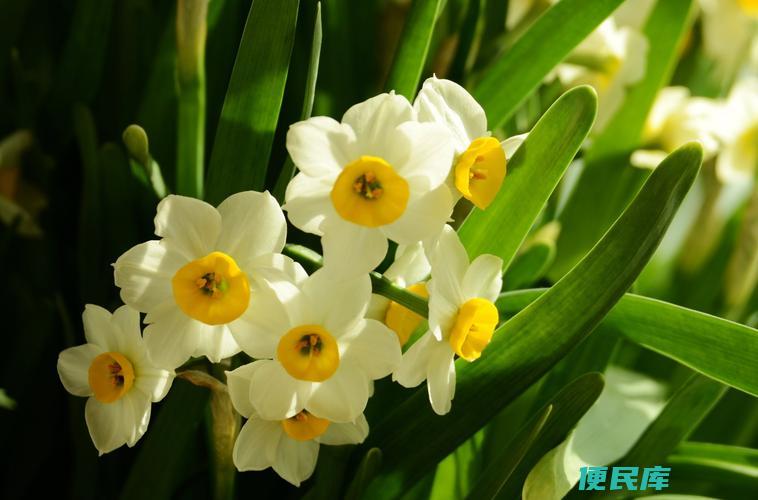 水仙花的寓意和花语（揭示水仙花的寓意和传达的花语）