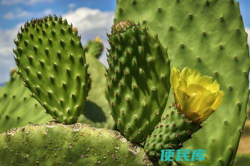 风水上不宜养的花卉（风水中不适宜养殖的花卉）