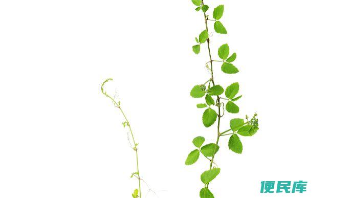 风水禁忌：藤蔓植物 (风水上为什么不能养藤蔓植物)