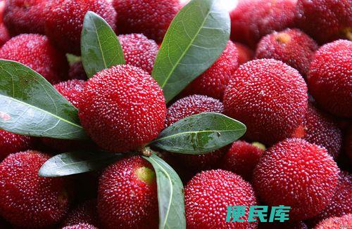 靖州杨梅的成熟季节 (<font color='#ff7200'>(靖州杨梅几月份成熟)</font>)