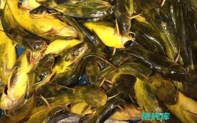 黄辣丁钓鱼最佳配方（黄辣丁配方大揭秘）